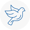 Bird Prevention Kirkintilloch