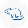 Rat Control Kirkintilloch