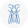 Kirkintilloch Wasp Nest Removal